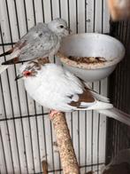 Diamant duifjes, Dieren en Toebehoren