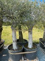 Lot van 4 olijfbomen (LOT 2), Tuin en Terras, Lente, 100 tot 250 cm, Olijfboom, Ophalen