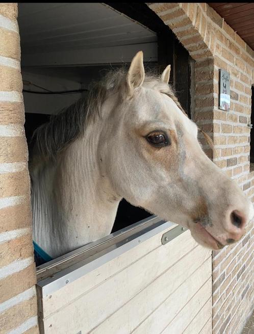 Luxe Stalling/paddock, Dieren en Toebehoren, Stalling en Weidegang, Stalling, Weidegang, 1 paard of pony