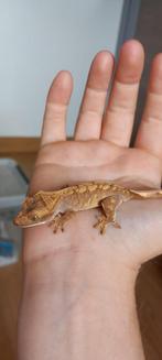 Leuke wimpergekko baby Harlequin, Hagedis, Met terrarium, 0 tot 2 jaar