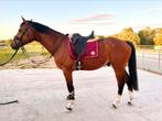Talentvolle 6jarige ruin, Dieren en Toebehoren, Ruin, 160 tot 165 cm, 3 tot 6 jaar