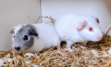 3 Jonge gladhaar cavia zeugjes beschikbaar voor biedingen