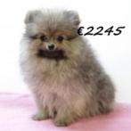 Beaux chiots Spitz Nain - à vendre, 15 semaines à 1 an, Parvovirose, Autres races, Plusieurs animaux