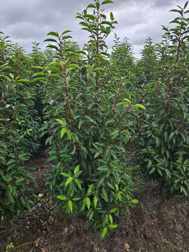 Groenblijvende hagen, Tuin en Terras, Planten | Struiken en Hagen, Haag, Laurier, 100 tot 250 cm, Ophalen