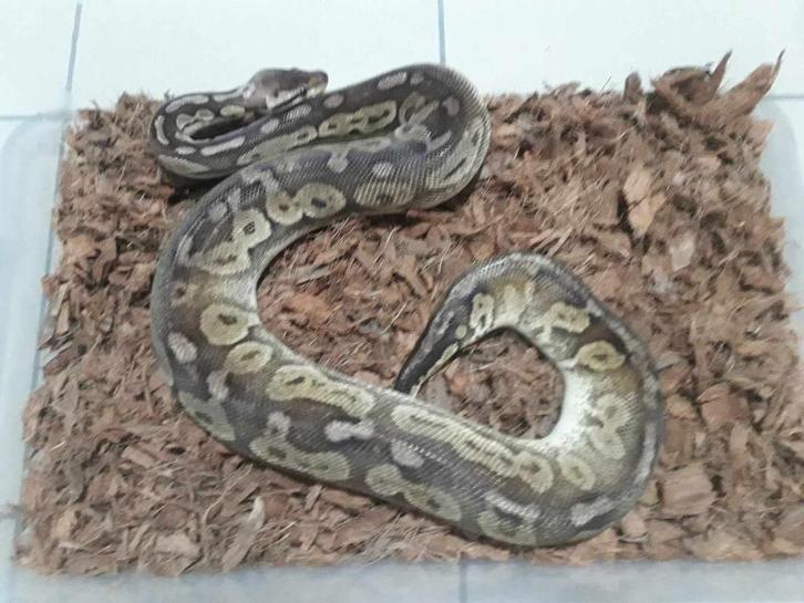 Ball python Pewter vrouwtje, Dieren en Toebehoren, Reptielen en Amfibieën, Slang