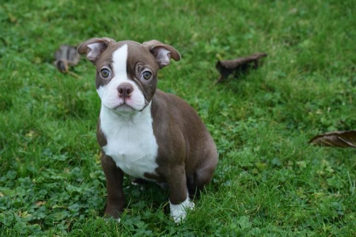 Boston terrier pups alle kleuren, Dieren en Toebehoren, Honden | Jack Russells en Terriërs, Meerdere dieren, Overige rassen, Fokker | Professioneel
