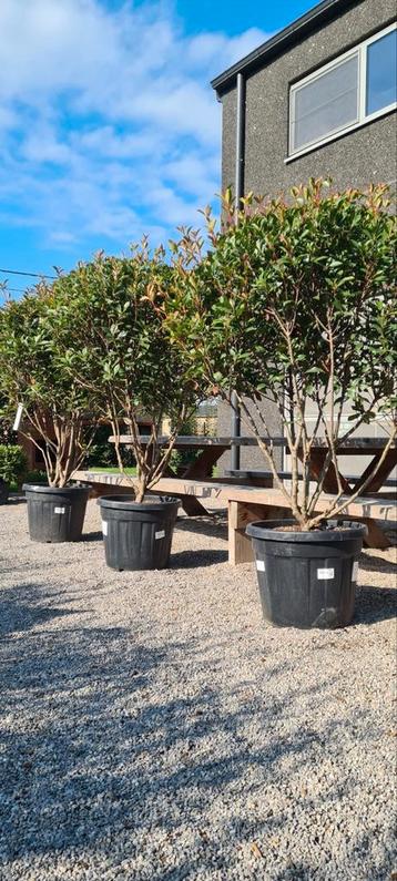Photinia Carré Rouge meerstam beschikbaar voor biedingen
