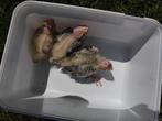 valkparkietjes, Dieren en Toebehoren, Vogels | Parkieten en Papegaaien, Tam