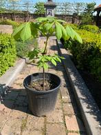 Paardenkastanje, Tuin en Terras, Planten | Bomen, Ophalen