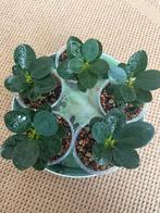 Ficus “Panda”, Maison & Meubles, Plantes d'intérieur, Enlèvement, Ficus