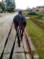 Franse draver merrie, Merrie, B, Gechipt, 7 tot 10 jaar