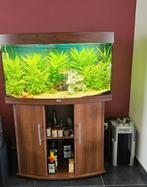 Aquarium juwel vision 180l met filter, Ophalen, Zo goed als nieuw