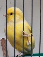 Koppel gele kanaries 2025., Dieren en Toebehoren