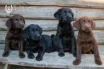 chiots labrador, noirs et brun chocolat, parents sont là., Labrador retriever, Plusieurs, Parvovirose, Belgique