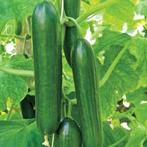 Plantjes snackkomkommer Beth Alfa mini komkommer, Tuin en Terras, Zomer, Ophalen, Groenteplanten, Eenjarig
