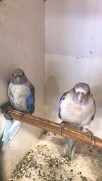 Rosella, Geringd
