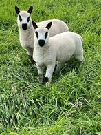 A vendre Kerry Hill agneau mâle (nr4), Mouton, Mâle, 0 à 2 ans