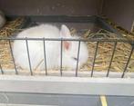 Sierkonijnen te koop, Dieren en Toebehoren, Meerdere dieren, Klein, 0 tot 2 jaar