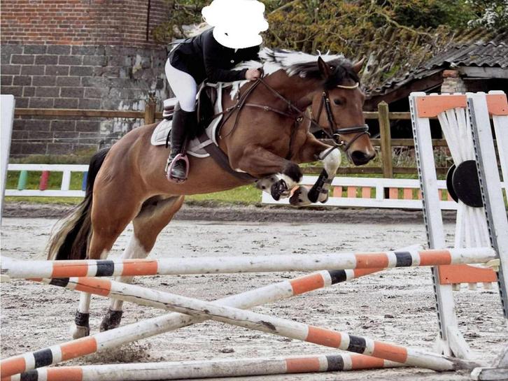 Paardje te koop, Dieren en Toebehoren, Paarden, Merrie, M, Recreatiepaard