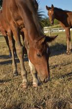 Hengst veulen Extra Z, Dieren en Toebehoren, Paarden, Springpaard, Z, Gechipt, 0 tot 2 jaar