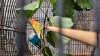 Agapornis fisheris, Dieren en Toebehoren, Vogels | Parkieten en Papegaaien, Meerdere dieren, Dwergpapegaai of Agapornis