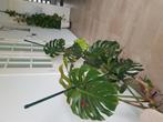 Grote Monstera ., Huis en Inrichting, Kamerplanten, Ophalen