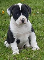 Standaard Amerikaanse bulldog pups, Dieren en Toebehoren, Honden | Bulldogs, Pinschers en Molossers, CDV (hondenziekte), Meerdere