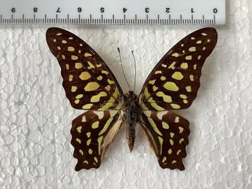 Graphium agamemnon  beschikbaar voor biedingen