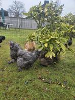 USA zijdehoen, Dieren en Toebehoren, Overige Dieren, April, Meerdere dieren