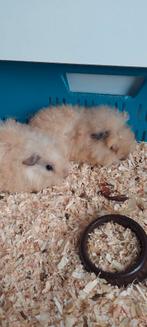 2 baby cavia's, krullend, Dieren en Toebehoren, Knaagdieren, Oktober, Mannelijk, Cavia