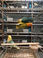 Yf fischeries, Dieren en Toebehoren, Vogels | Parkieten en Papegaaien