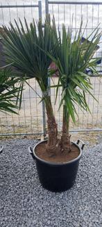 Trachycarpus Fortunei palmboom, Jardin & Terrasse, Plantes | Arbres, Enlèvement, Palmier