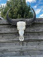 Schedel buffel, Antiek en Kunst, Ophalen of Verzenden