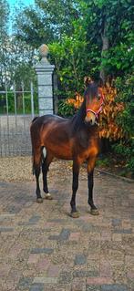 Te koop Amerikaanse hackney., Dieren en Toebehoren, Pony's, Gechipt, 0 tot 2 jaar, Hengst, B pony (1.17m tot 1.27m)