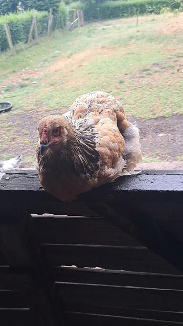 Brahma groothoender hen