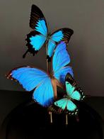 Splendide Envol de 3 Papillons Exotiques sous Globe verre, Collections, Collections Animaux, Insecte, Animal empaillé, Enlèvement ou Envoi