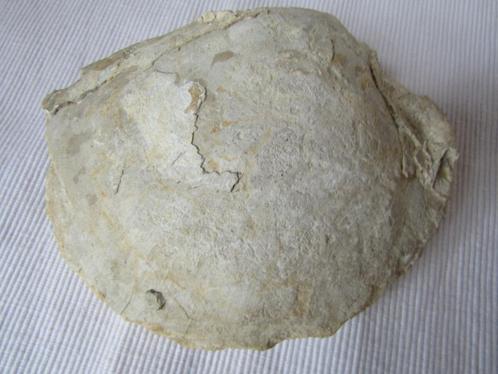 Buitengewoon fossiel van een ronde oester, type Oostende, Verzamelen, Mineralen en Fossielen, Fossiel, Ophalen of Verzenden