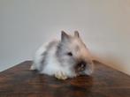 Teddy dwerg konijnen - dwergkonijnen, Animaux & Accessoires, Lapins, Mâle, Nain, 0 à 2 ans