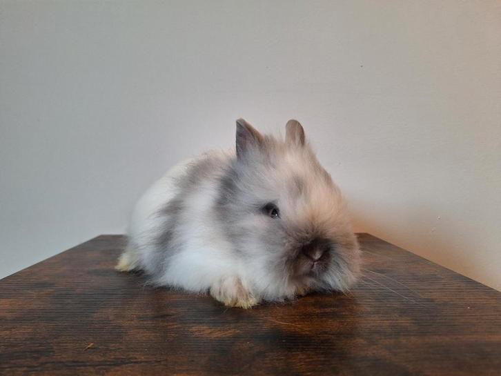 Teddy dwerg konijnen - dwergkonijnen, Dieren en Toebehoren, Konijnen, Dwerg, Mannelijk, 0 tot 2 jaar