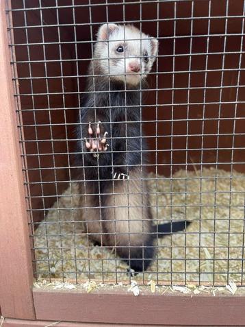 Super tam fretje, Dieren en Toebehoren, Vrouwelijk, Tam