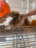 Hamster et materiel, Dieren en Toebehoren, Knaagdieren, Hamster