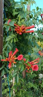 Campsis stekken, Ophalen