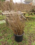 Salix triandra 'semperflorens', Jardin & Terrasse, Plein soleil, Enlèvement, Moins de 100 cm, Autres espèces