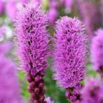 Liatris Spicata, Enlèvement