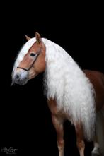 Haflinger dekhengst Liz monet ter dekking, Étalon, Moins de 160 cm, L, 7 à 10 ans