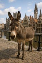 Ezels gezocht – liefdevol thuis in Gent, Stalling, 4 paarden of pony's of meer