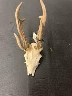 Ree met gewei, Verzamelen, Dierenverzamelingen, Ophalen, Nieuw, Gewei of Kop