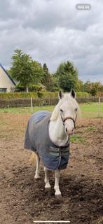 Leuke welsh pony, Dieren en Toebehoren, Merrie