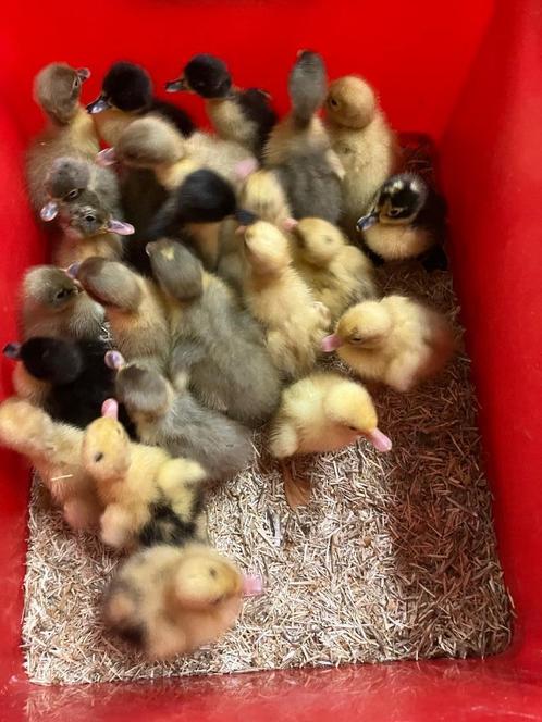 eendenkuikens, Dieren en Toebehoren, Pluimvee, Eend, Meerdere dieren
