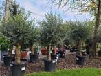 Olijfboom Olea Europaea  - Terrasolijfboom, Jardin & Terrasse, Plantes | Arbres, Olivier, Enlèvement